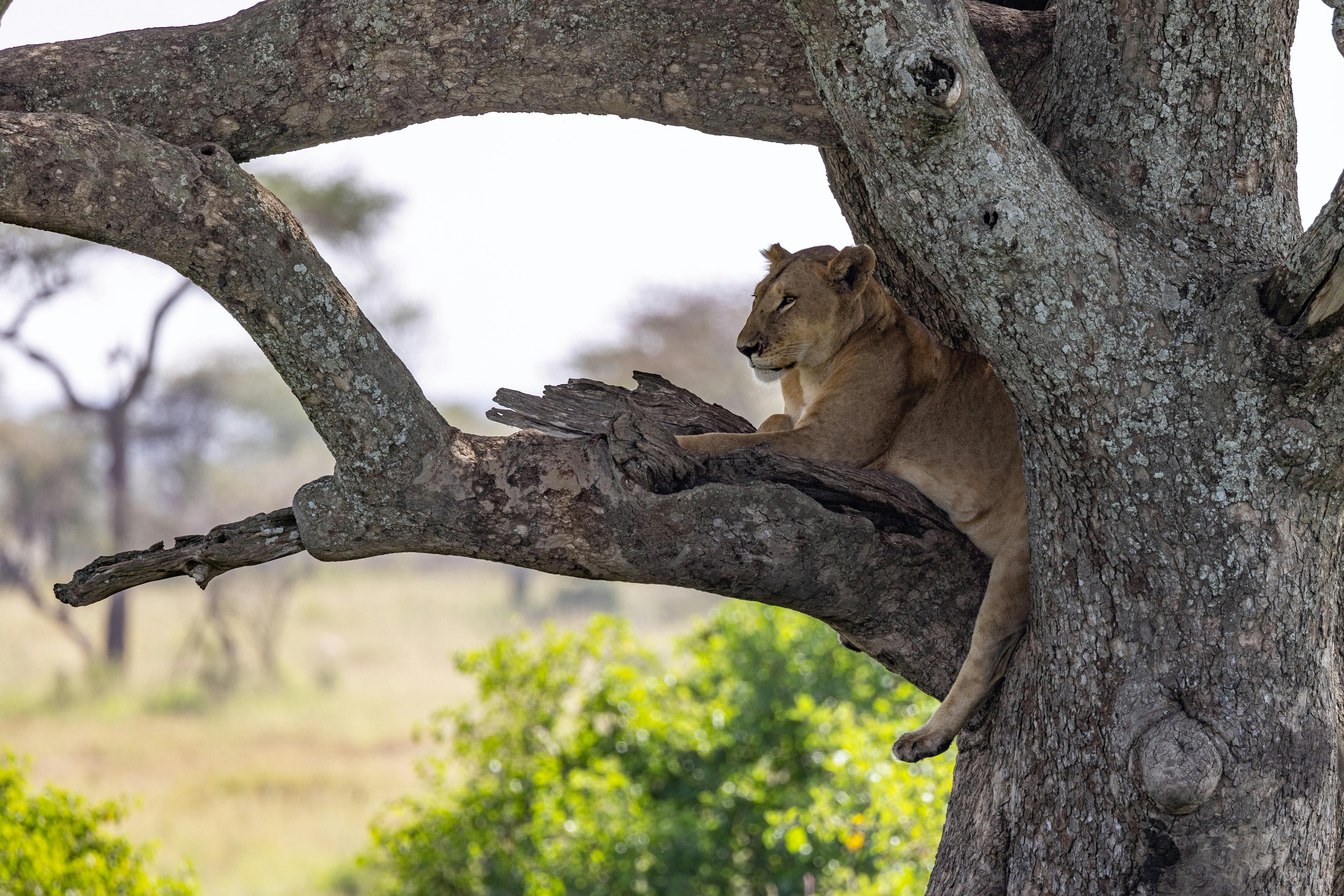 Serengeti