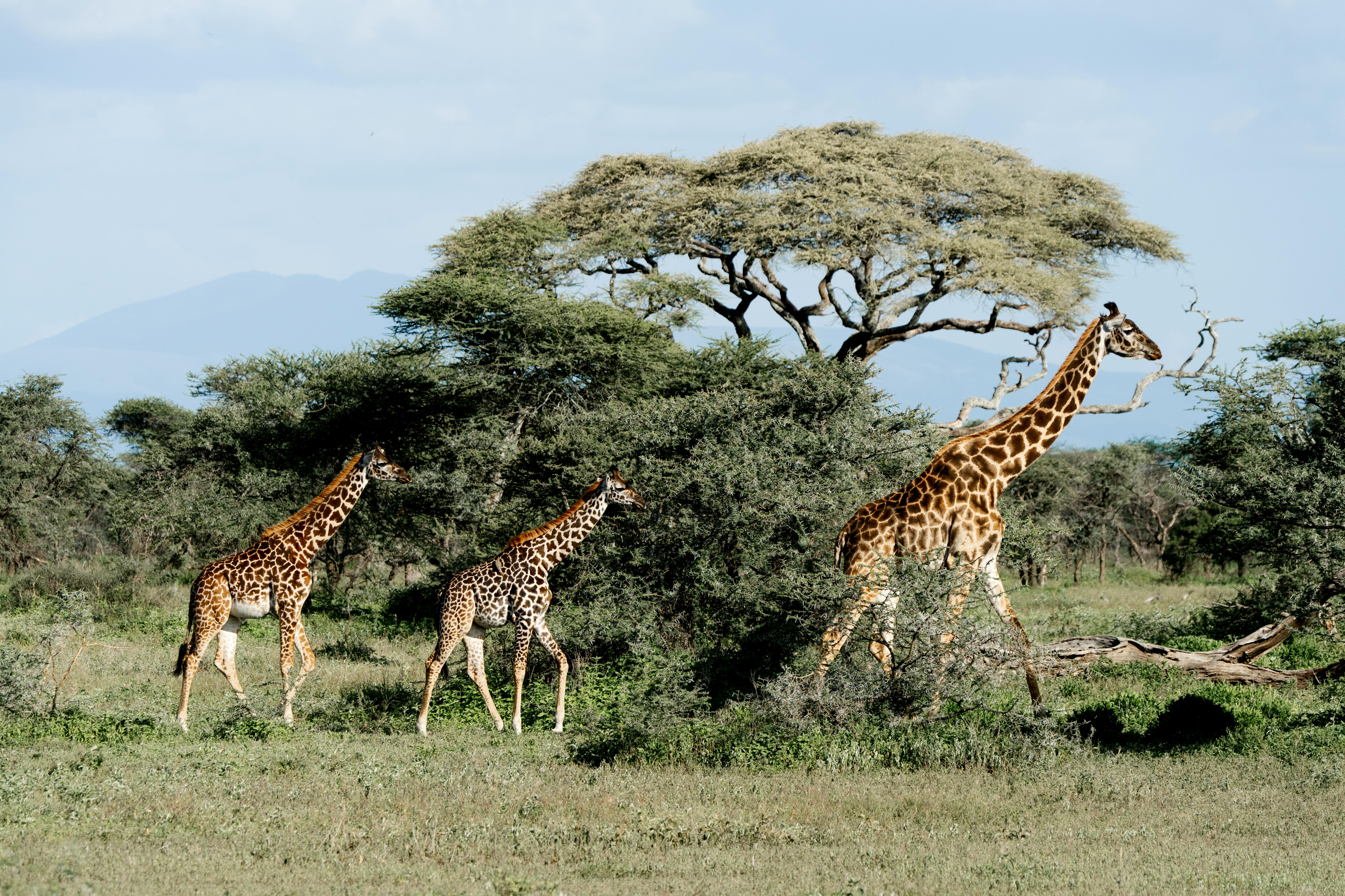 Tarangire